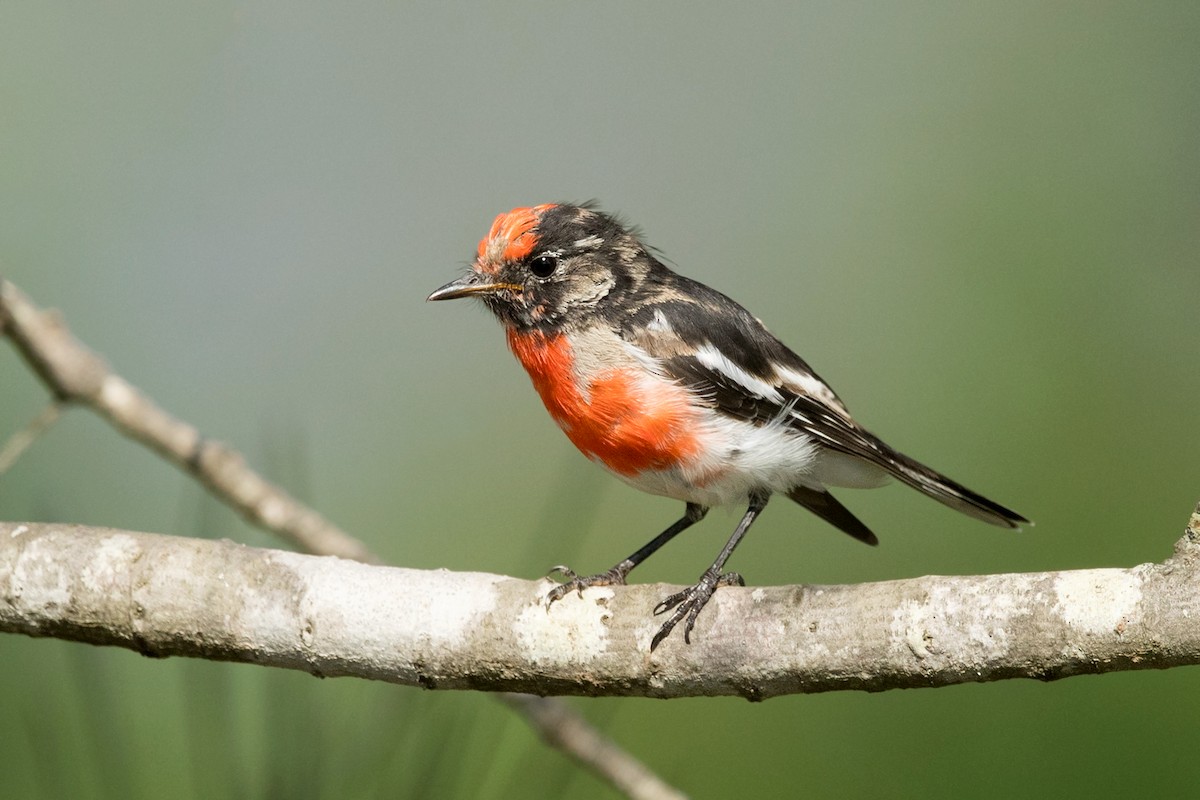 Red-capped Robin - ML203640281