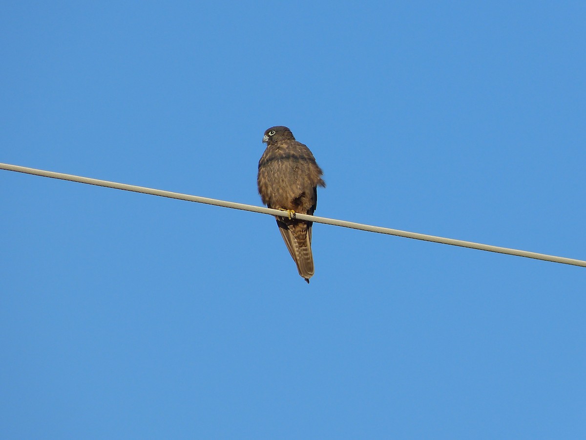 Eleonora's Falcon - Jesús Ruiz Rodrigo