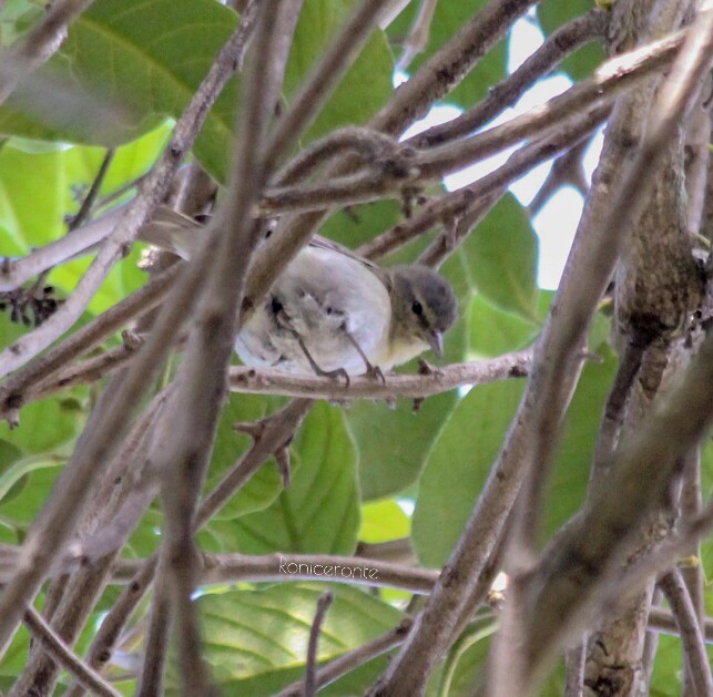 Tennessee Warbler - ML203642151