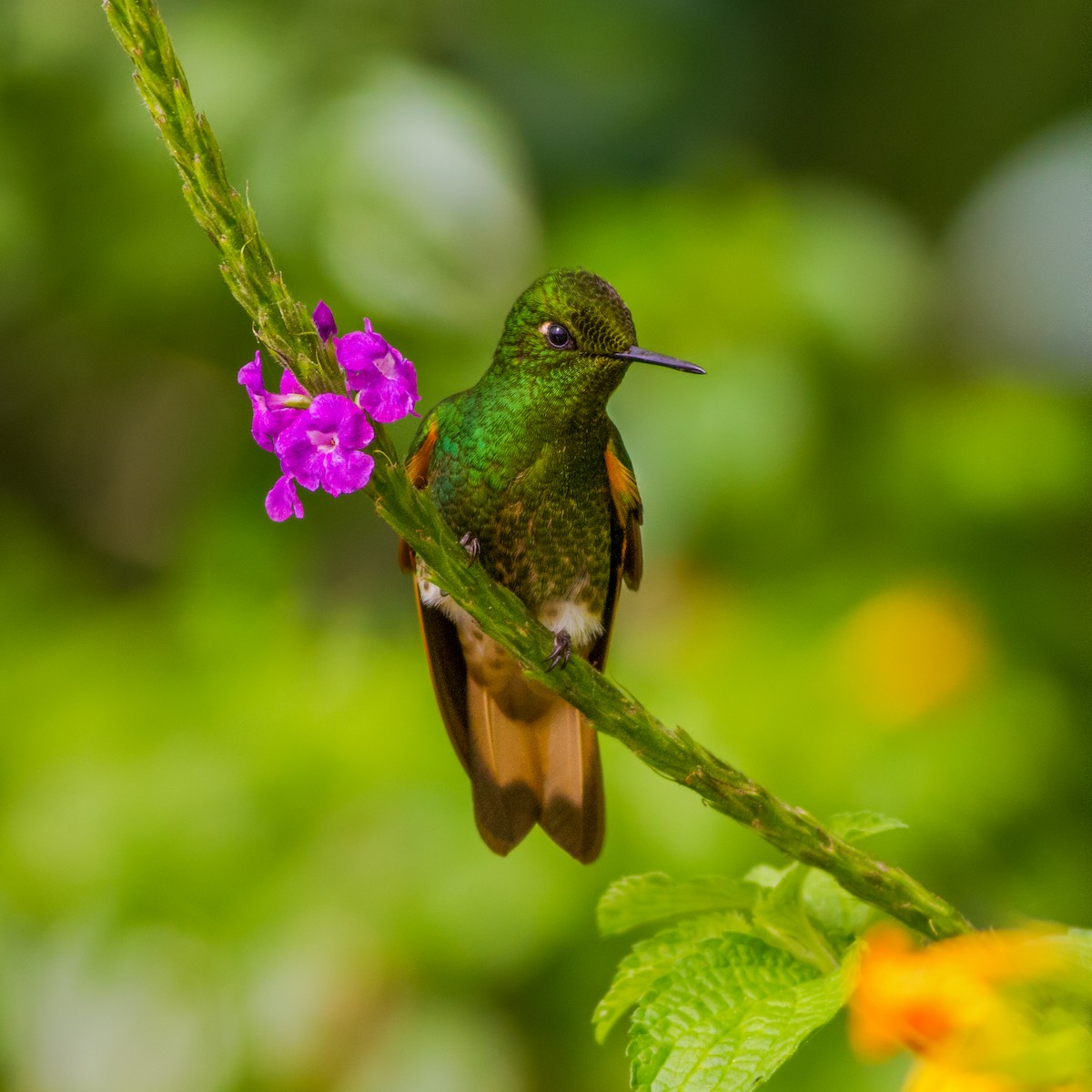 Buff-tailed Coronet - ML203642241