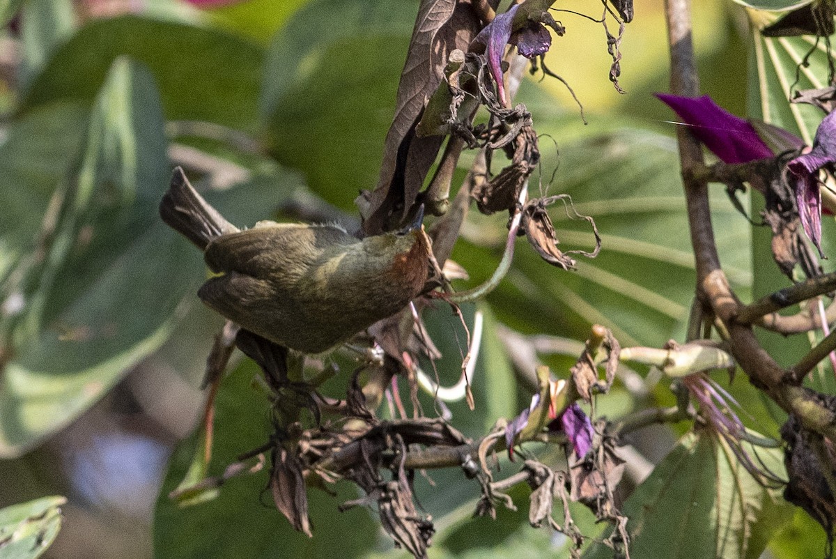 Rufous-capped Babbler - ML203643671