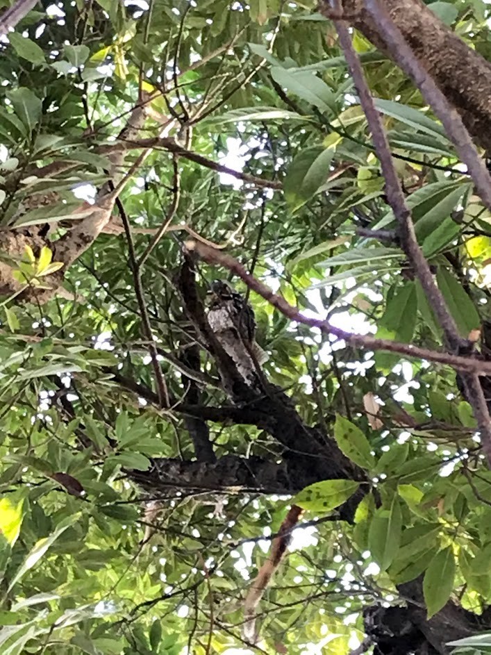 Long-eared Owl - ML203647011