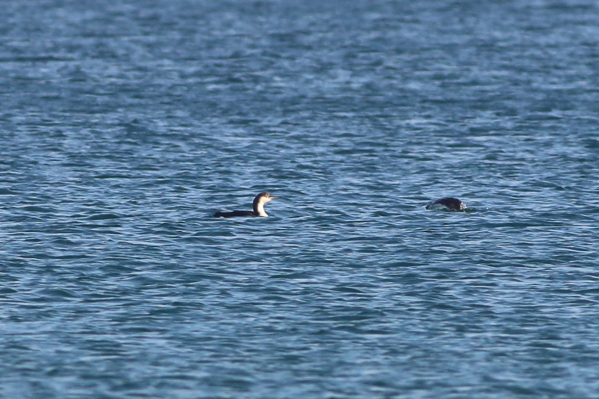 Arctic Loon - ML203647571