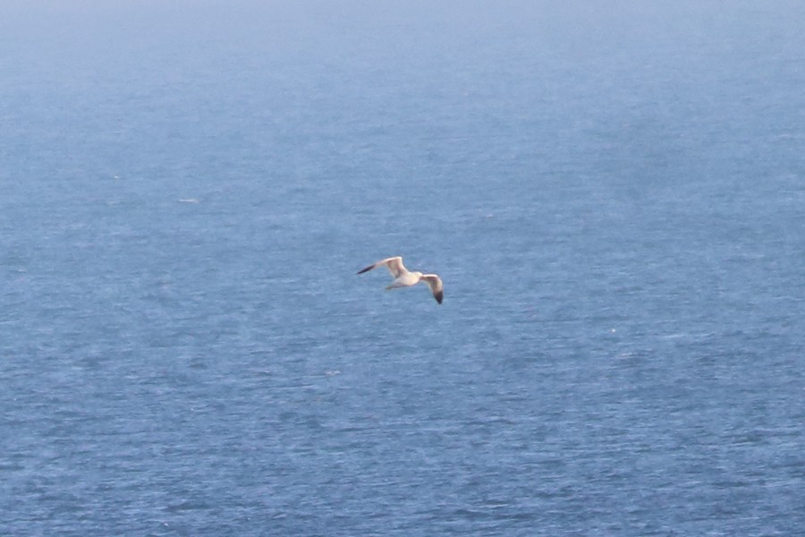 Caspian/Yellow-legged/Armenian Gull - Hüseyin Buğday