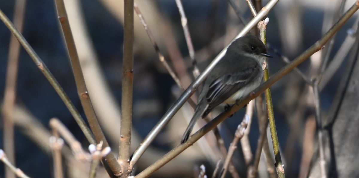 Eastern Phoebe - ML203647961