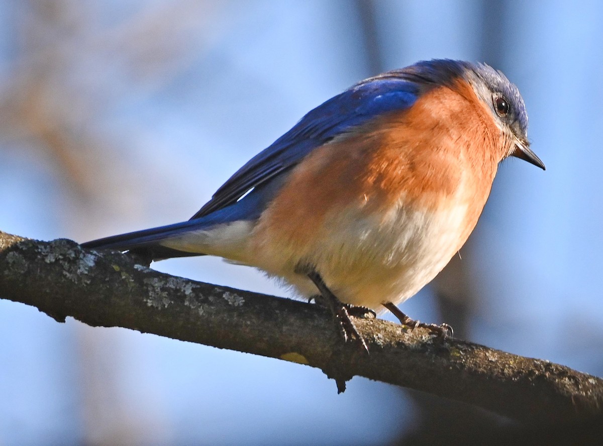 Eastern Bluebird - ML203648001