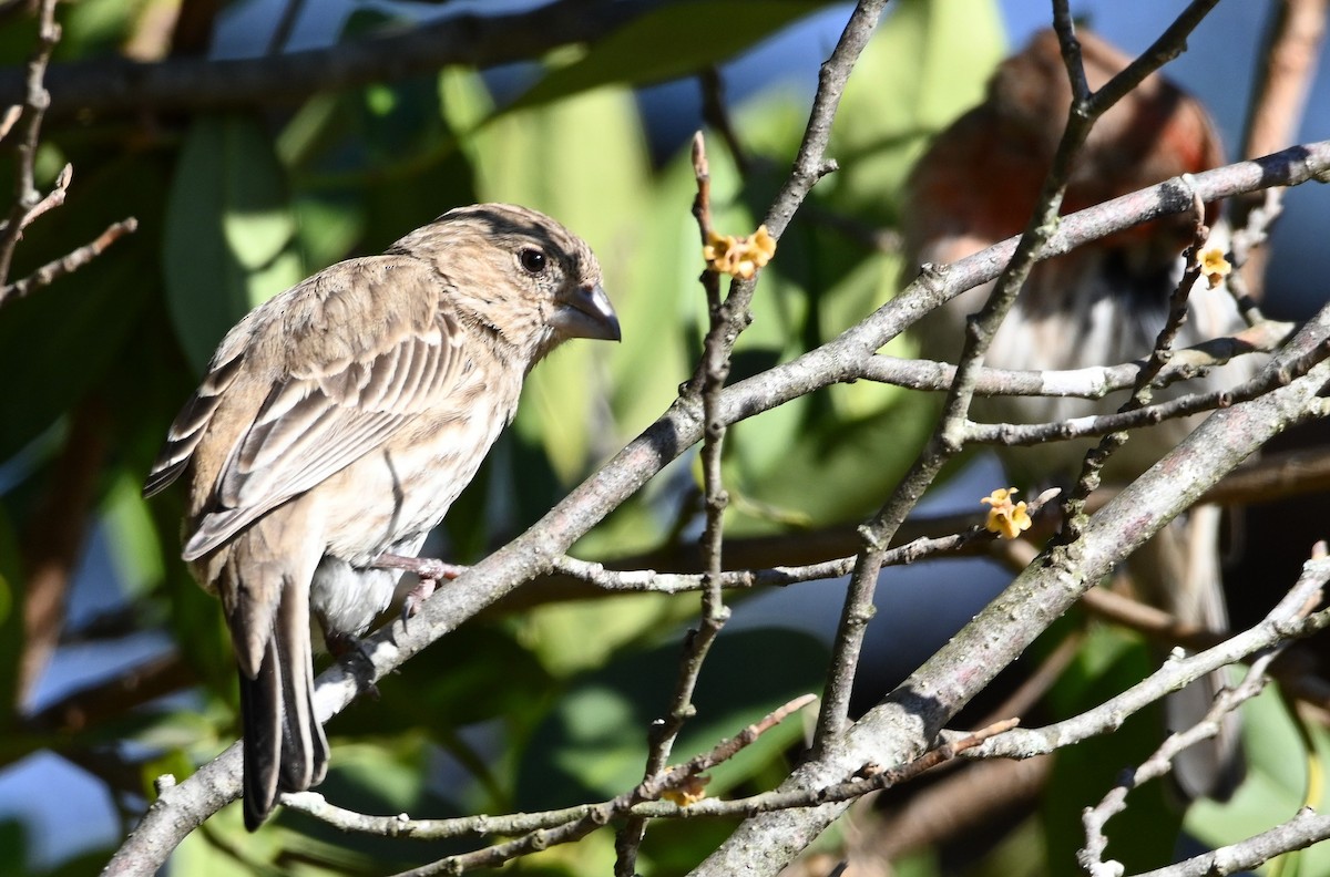 House Finch - ML203648011