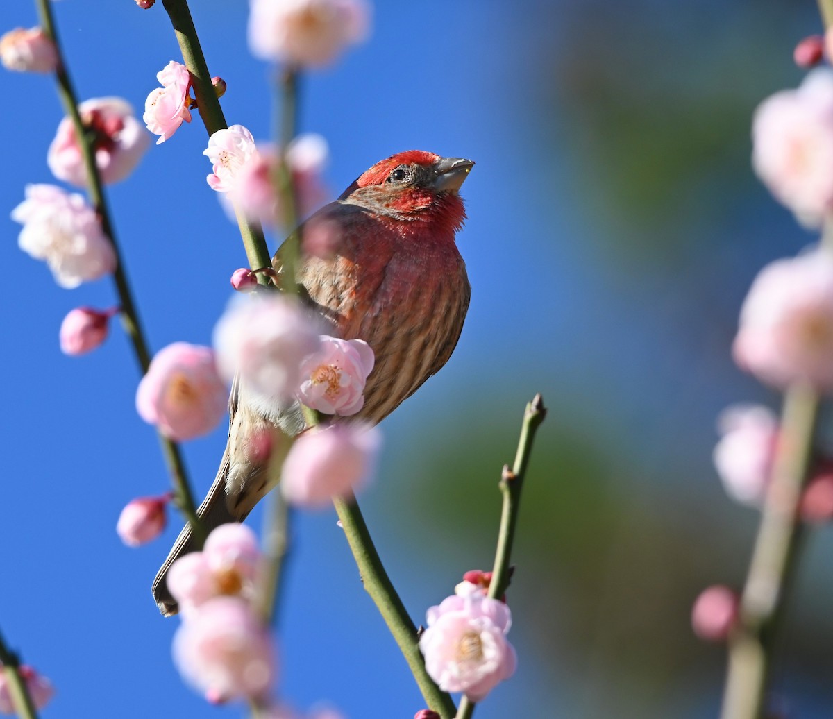House Finch - ML203648021