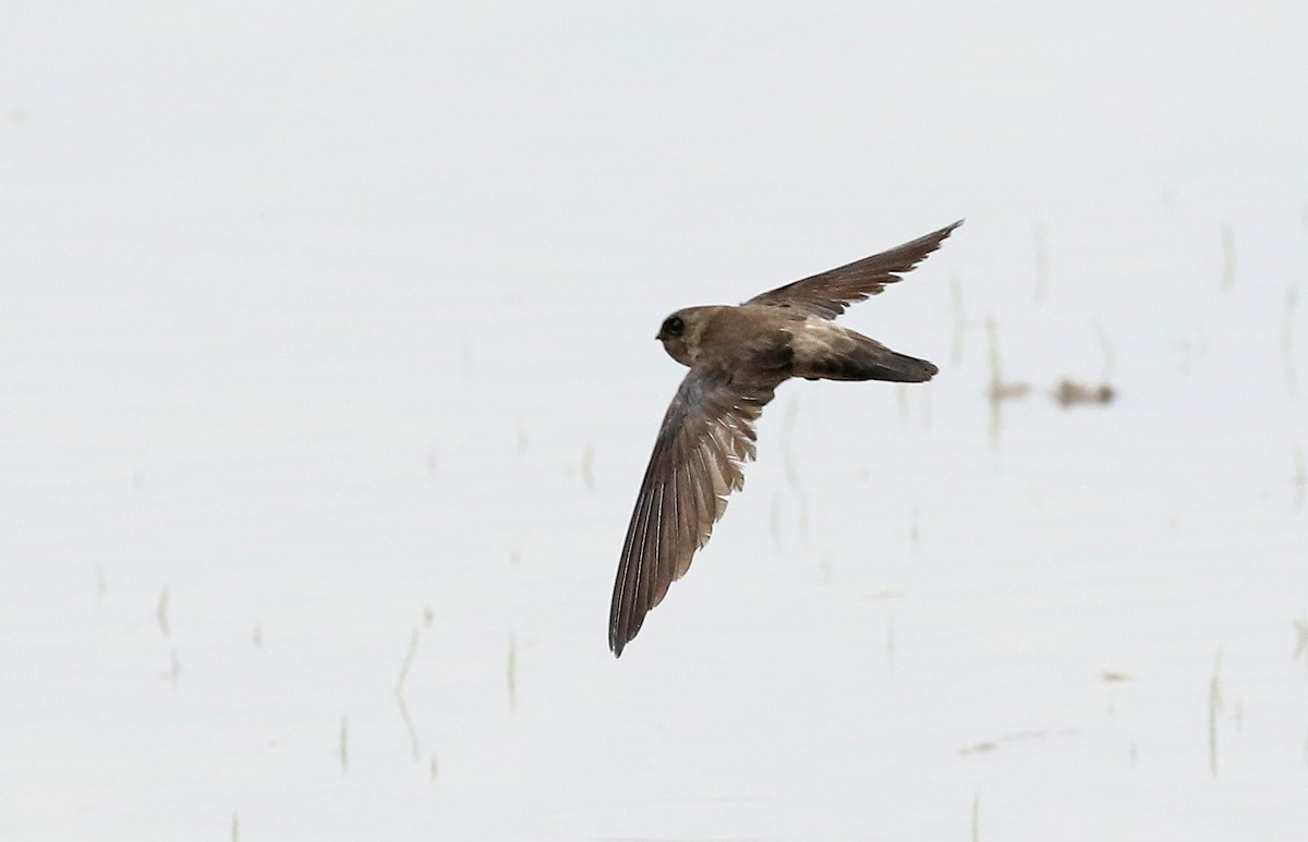 Germain's Swiftlet - Dave Bakewell