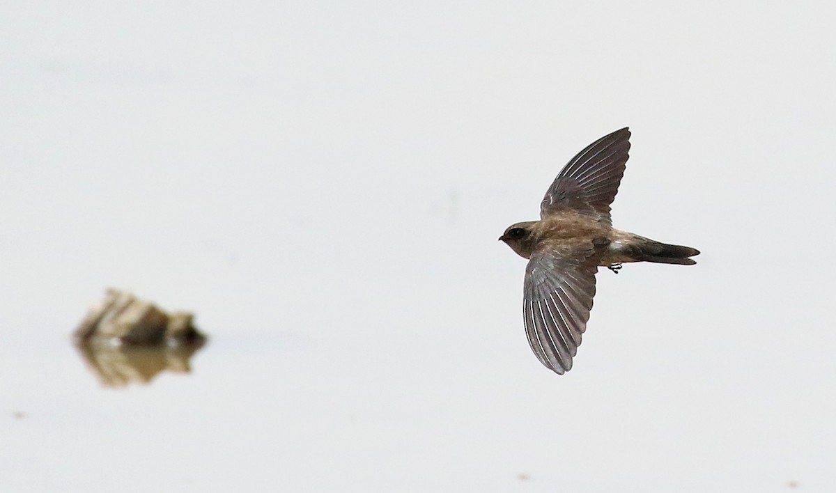 Germain's Swiftlet - Dave Bakewell