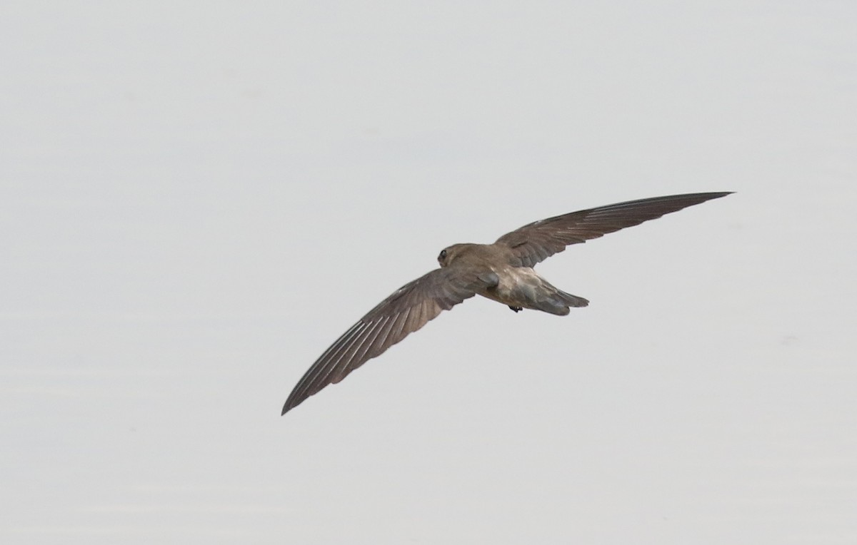 Germain's Swiftlet - Dave Bakewell