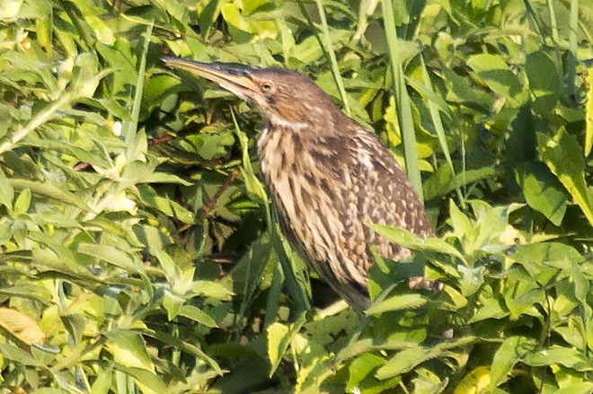 Cinnamon Bittern - Bent Rønsholdt