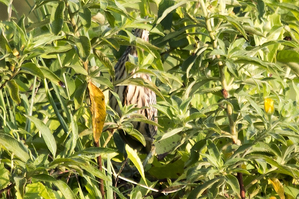 Cinnamon Bittern - Bent Rønsholdt