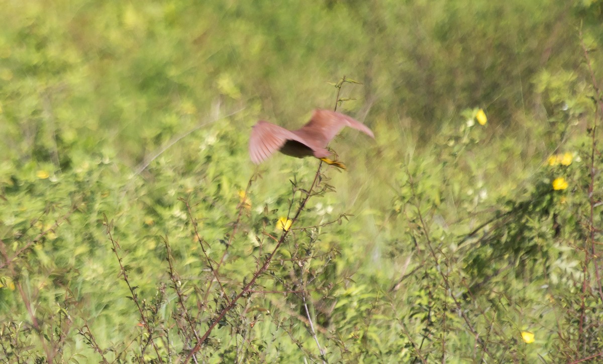 Cinnamon Bittern - ML203651051