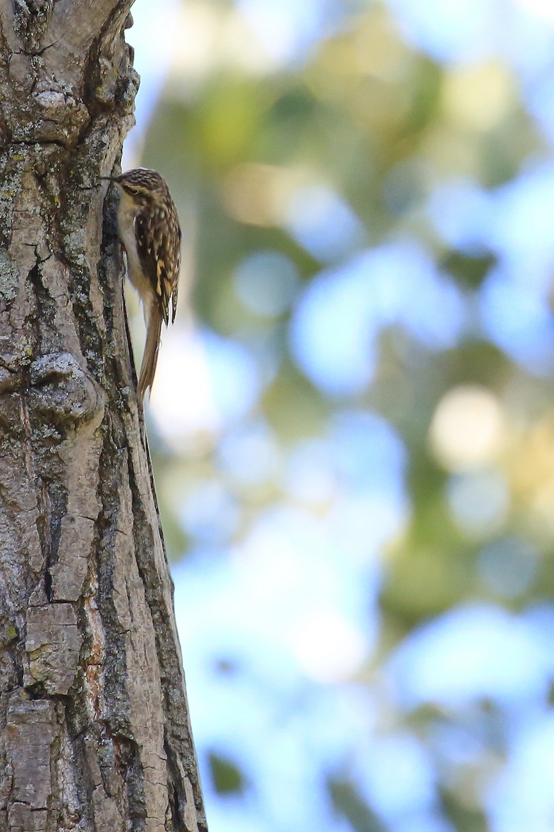 Brown Creeper - Tim Lenz