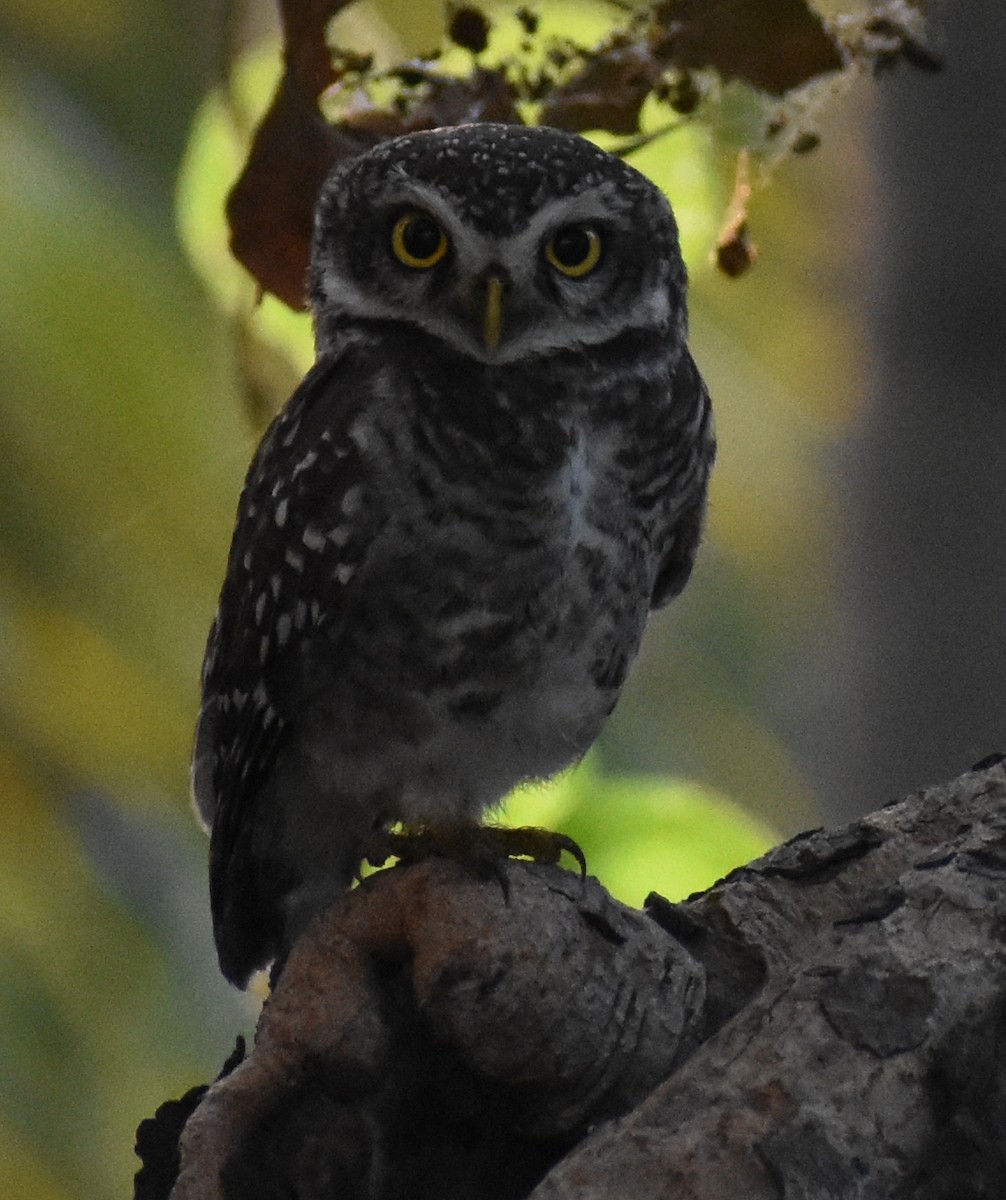 Spotted Owlet - ML203652341