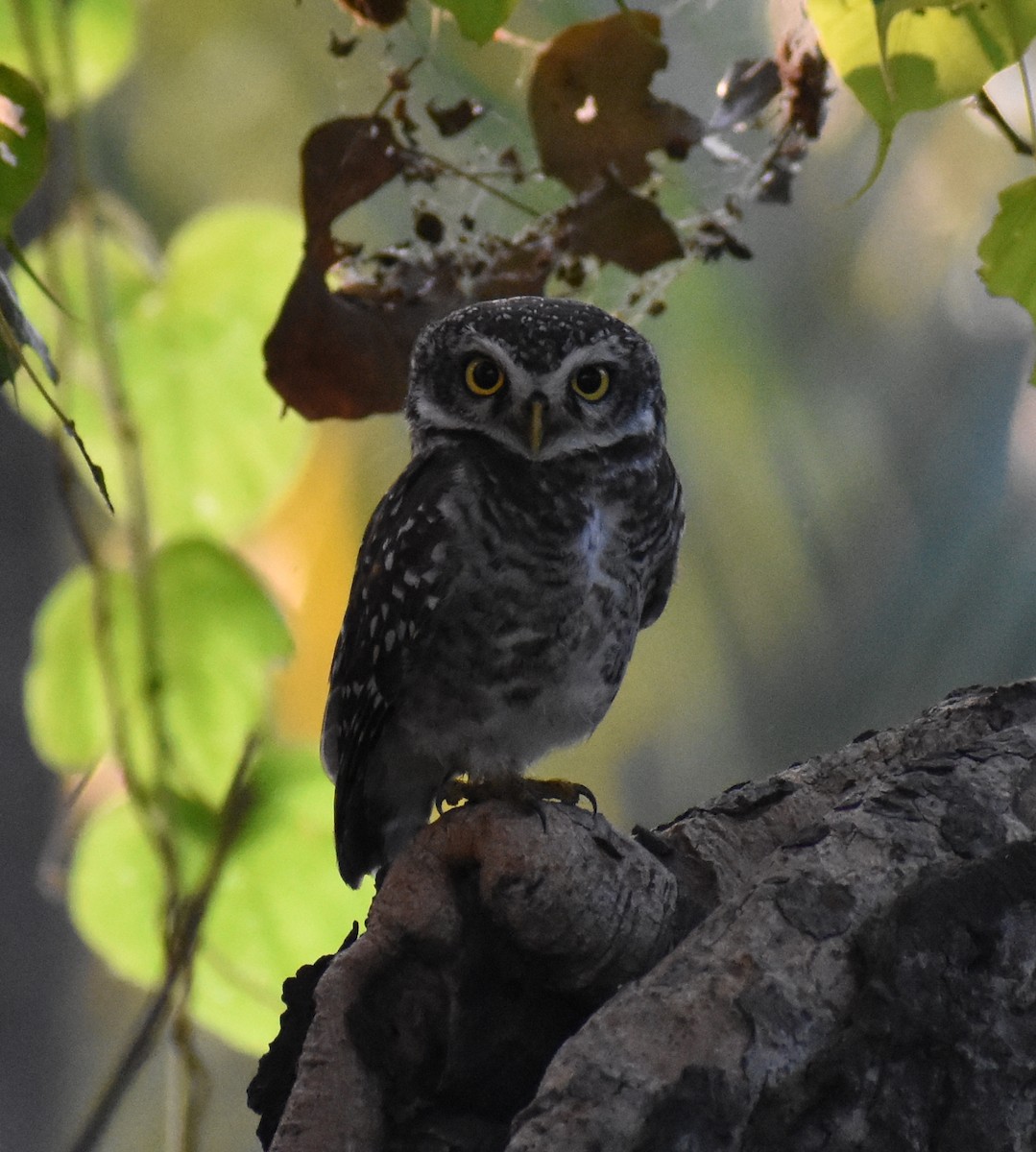 Spotted Owlet - ML203652351