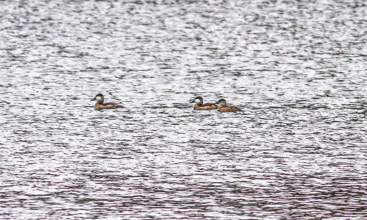 Ruddy Duck - ML20365271