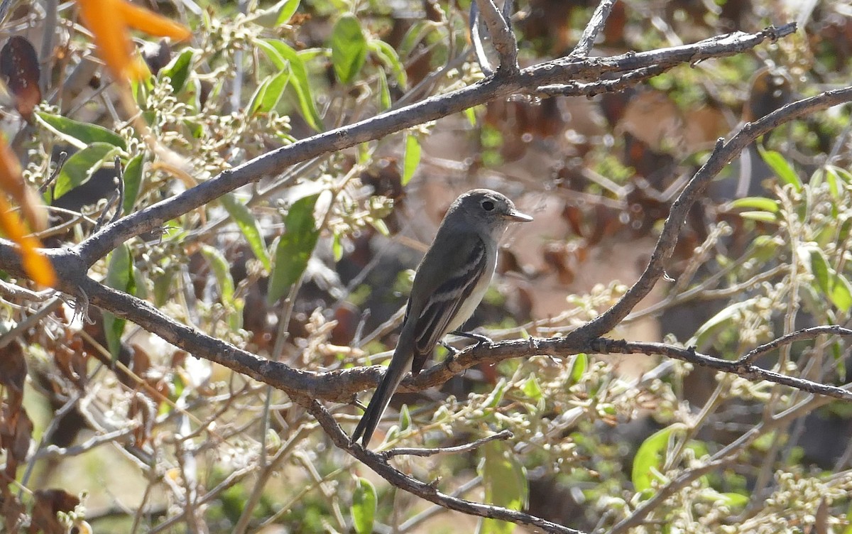 Dusky Flycatcher - ML203653531