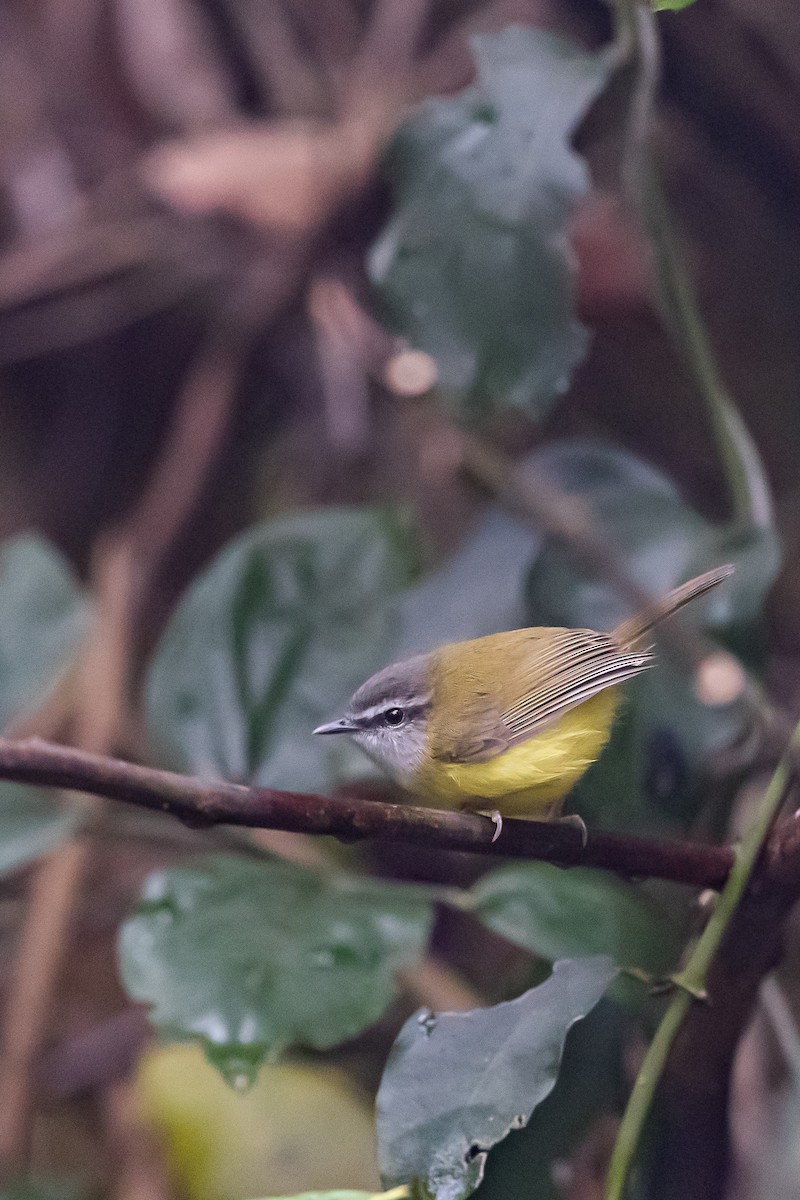 Yellow-bellied Warbler - ML203654481