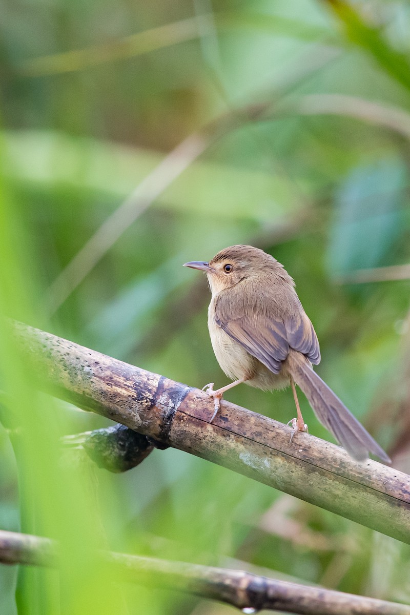 Prinia simple - ML203654721