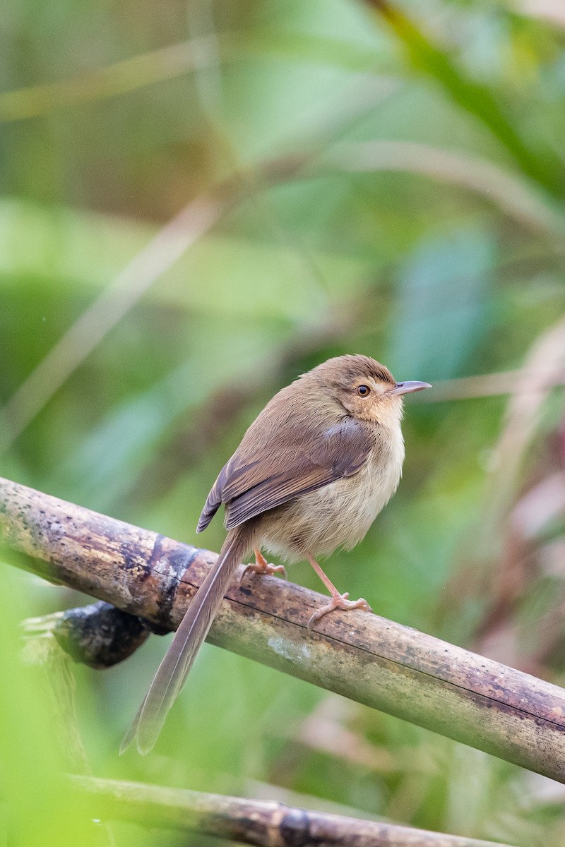 Prinia simple - ML203654731