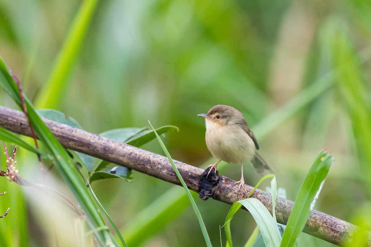 Prinia simple - ML203654821