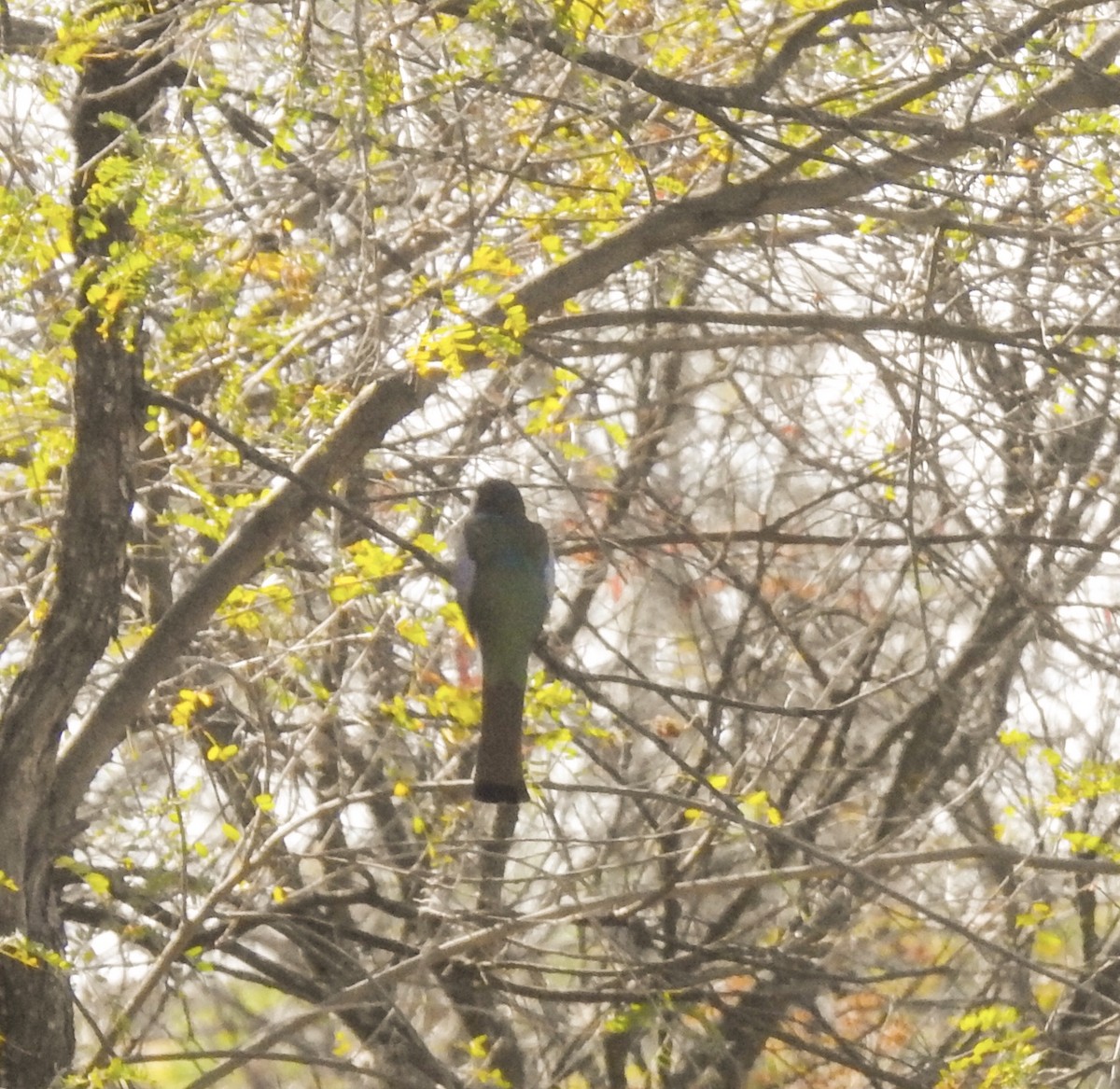 Elegant Trogon (Coppery-tailed) - ML203655051