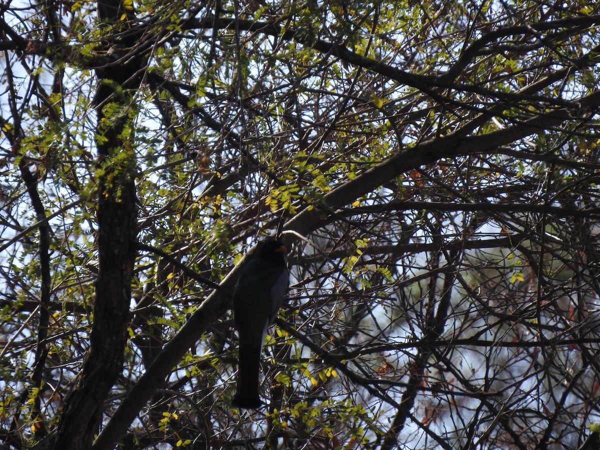 Elegant Trogon (Coppery-tailed) - ML203655141