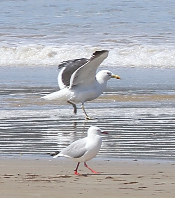 Kelp Gull - David Chang