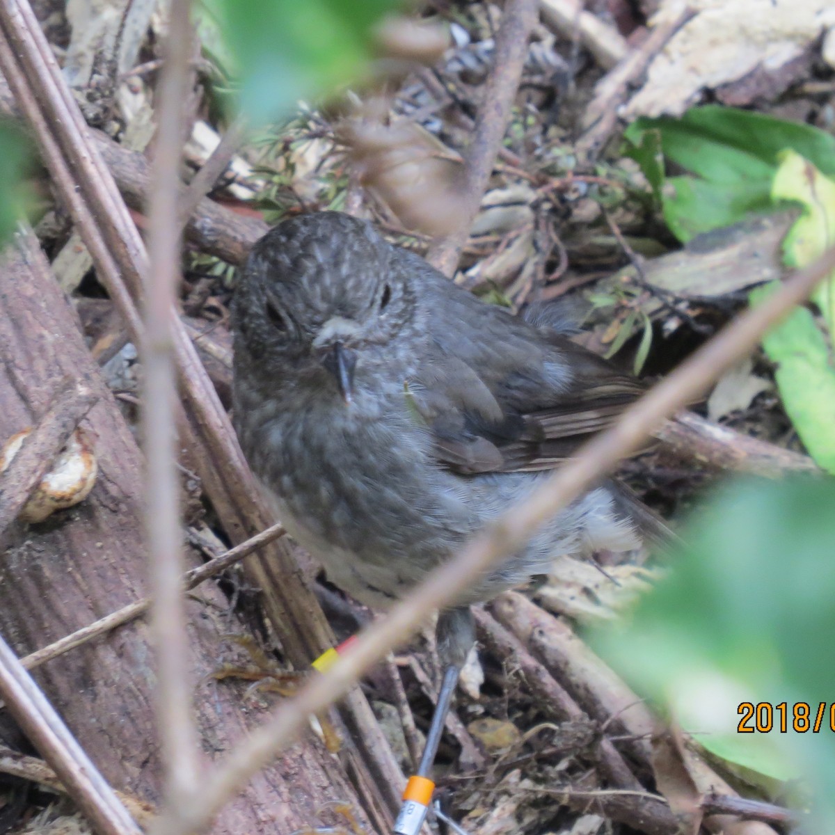 North Island Robin - Daniel Leger