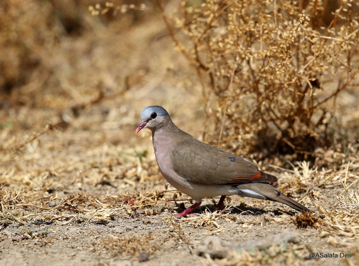 Blue-spotted Wood-Dove - ML203657301