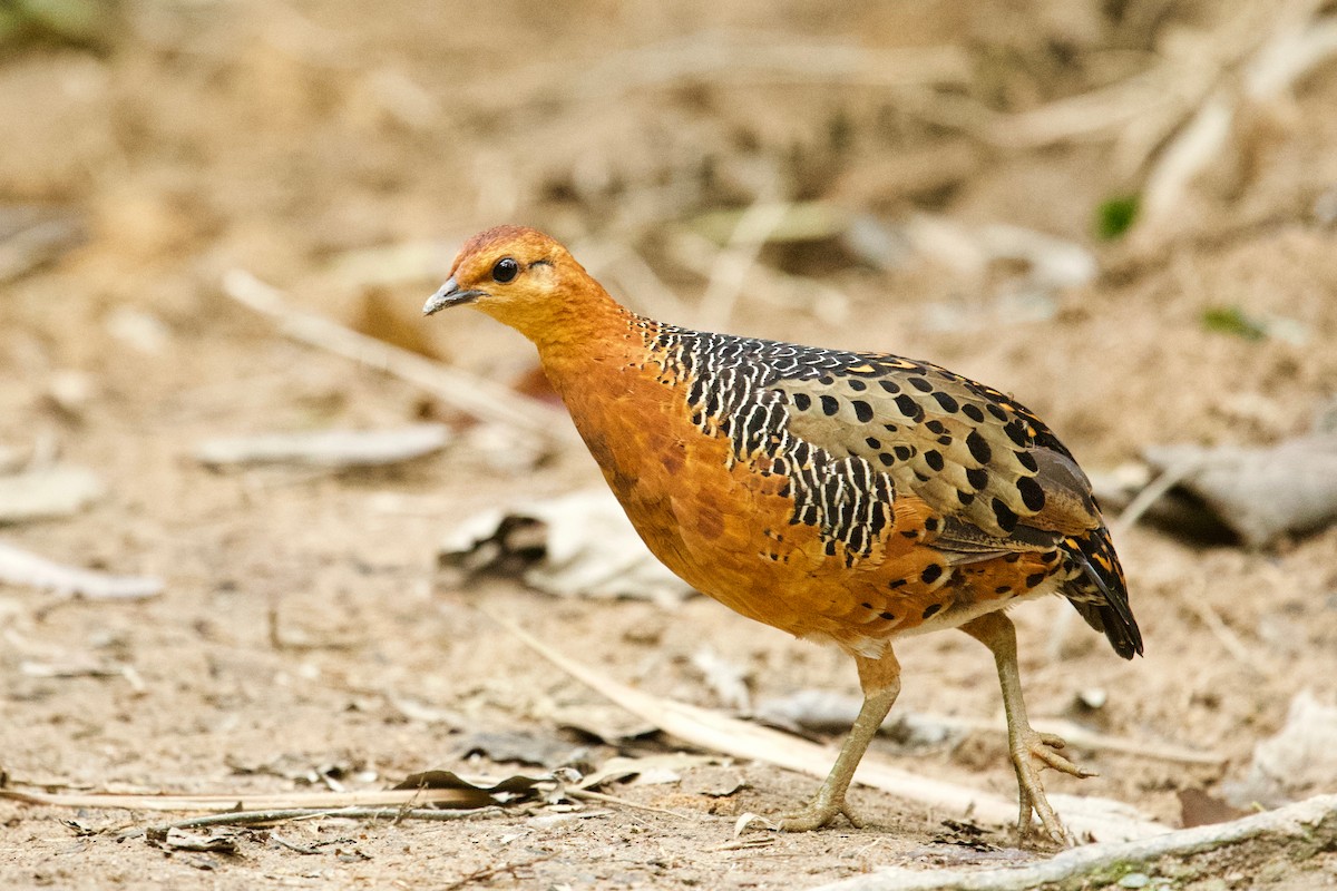 Ferruginous Partridge - Anonymous