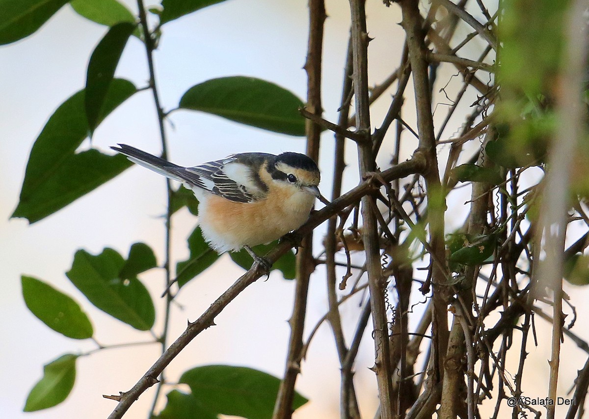 Masked Shrike - ML203657351