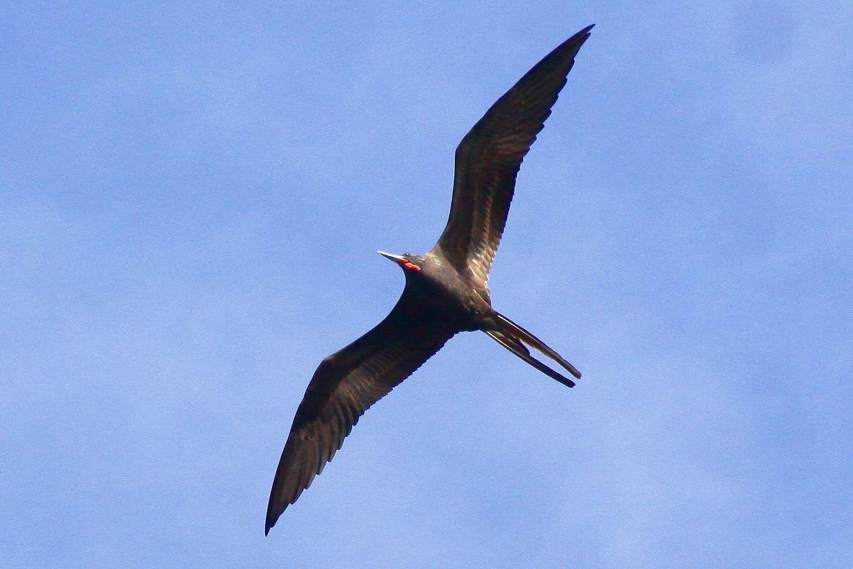 Magnificent Frigatebird - Ronald Newhouse