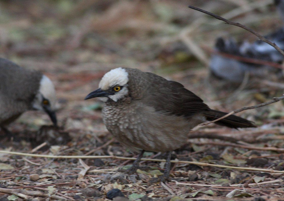 Cretzschmar's Babbler - Yousif Attia