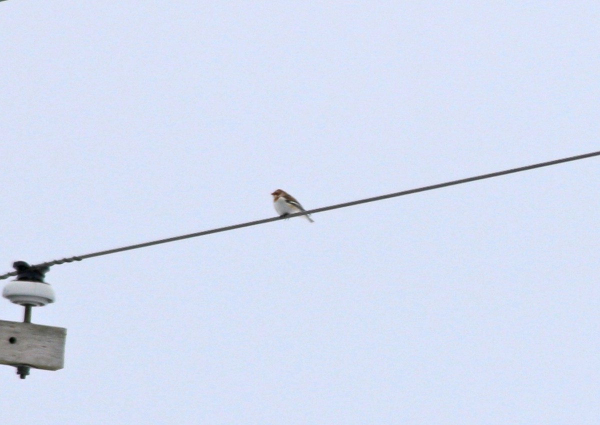 snøspurv - ML203659831