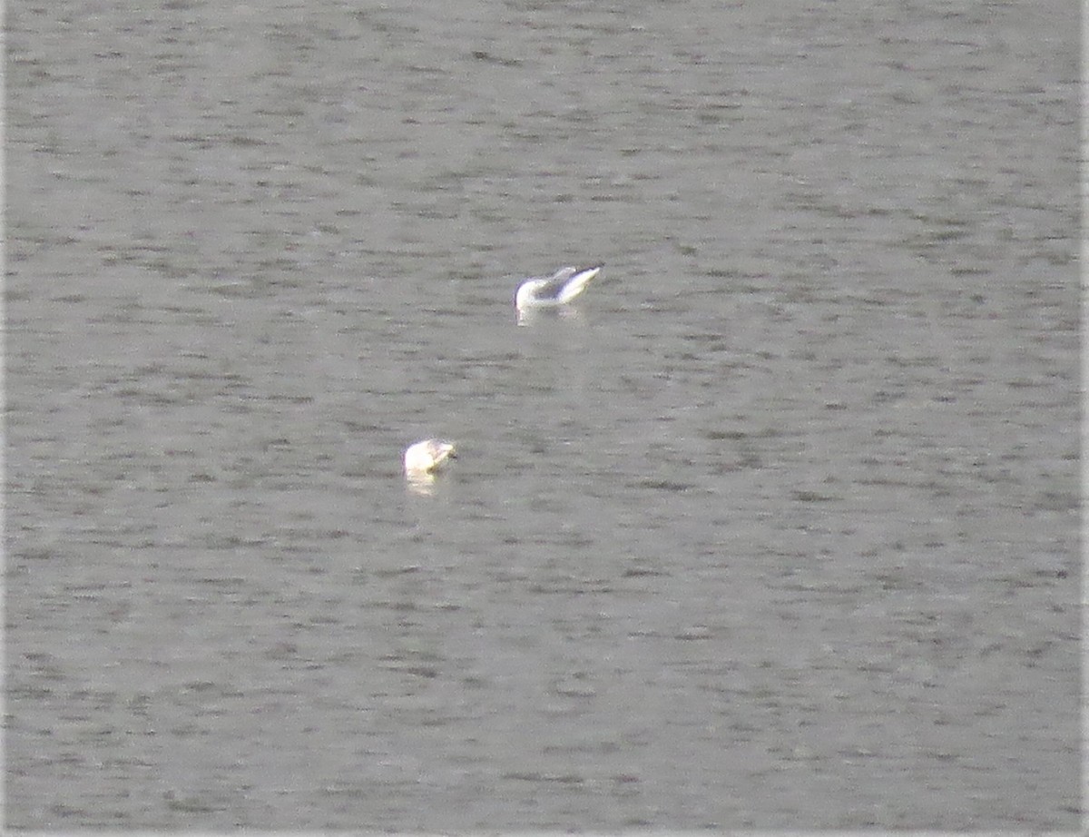 Bonaparte's Gull - ML203660151