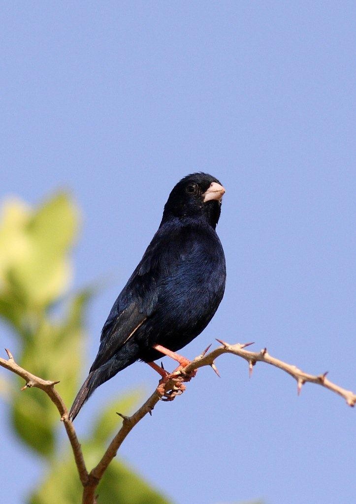 Village Indigobird - Yousif Attia