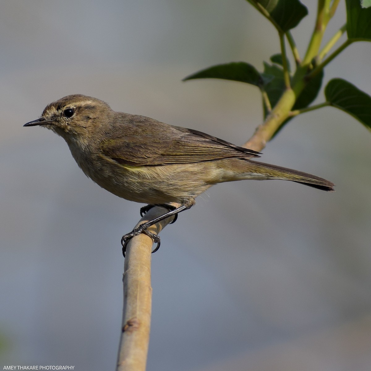 Common Chiffchaff - ML203660481