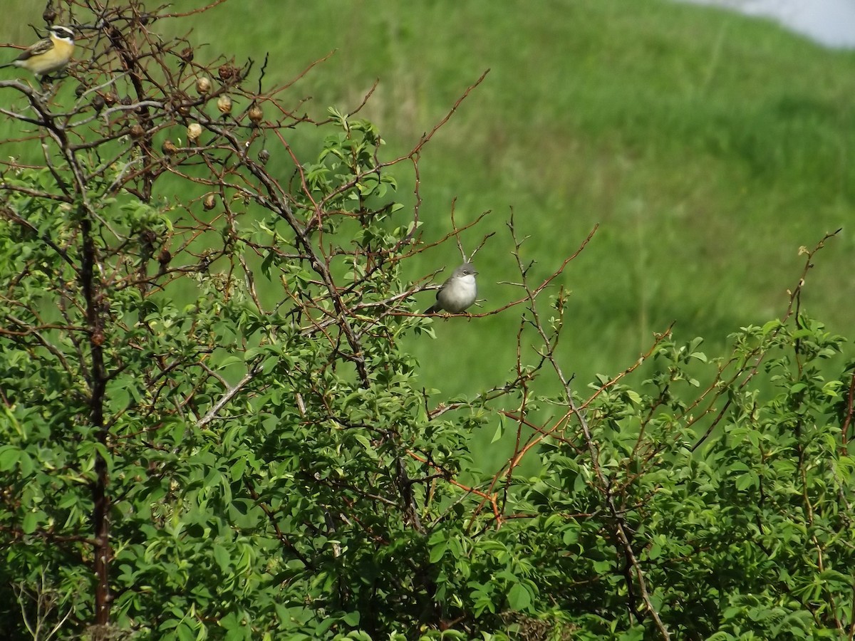 Greater Whitethroat - Igor Kozytsky