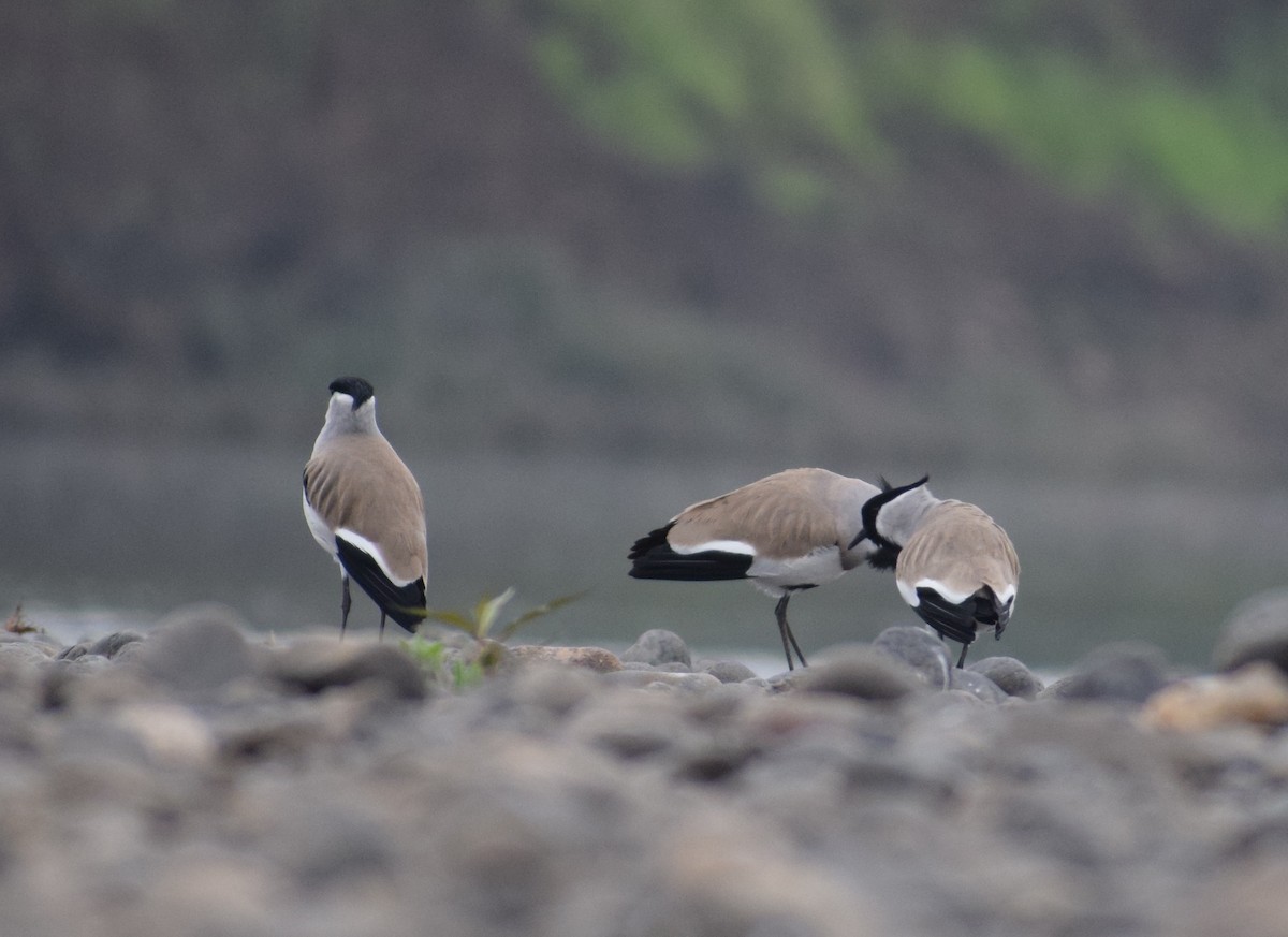 River Lapwing - ML203663601