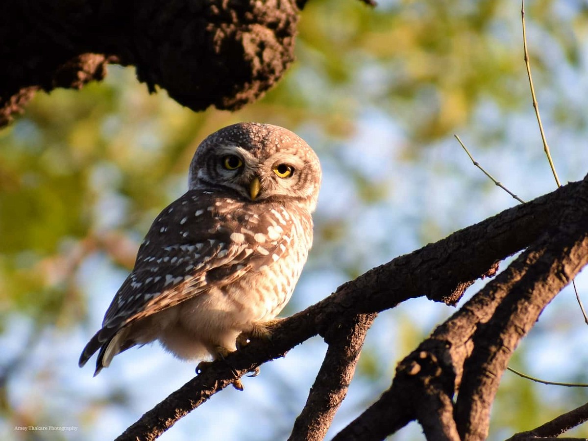 sýček brahmínský - ML203665761