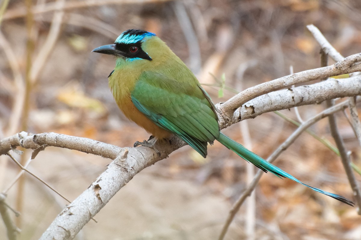 karamellmotmot - ML203666721