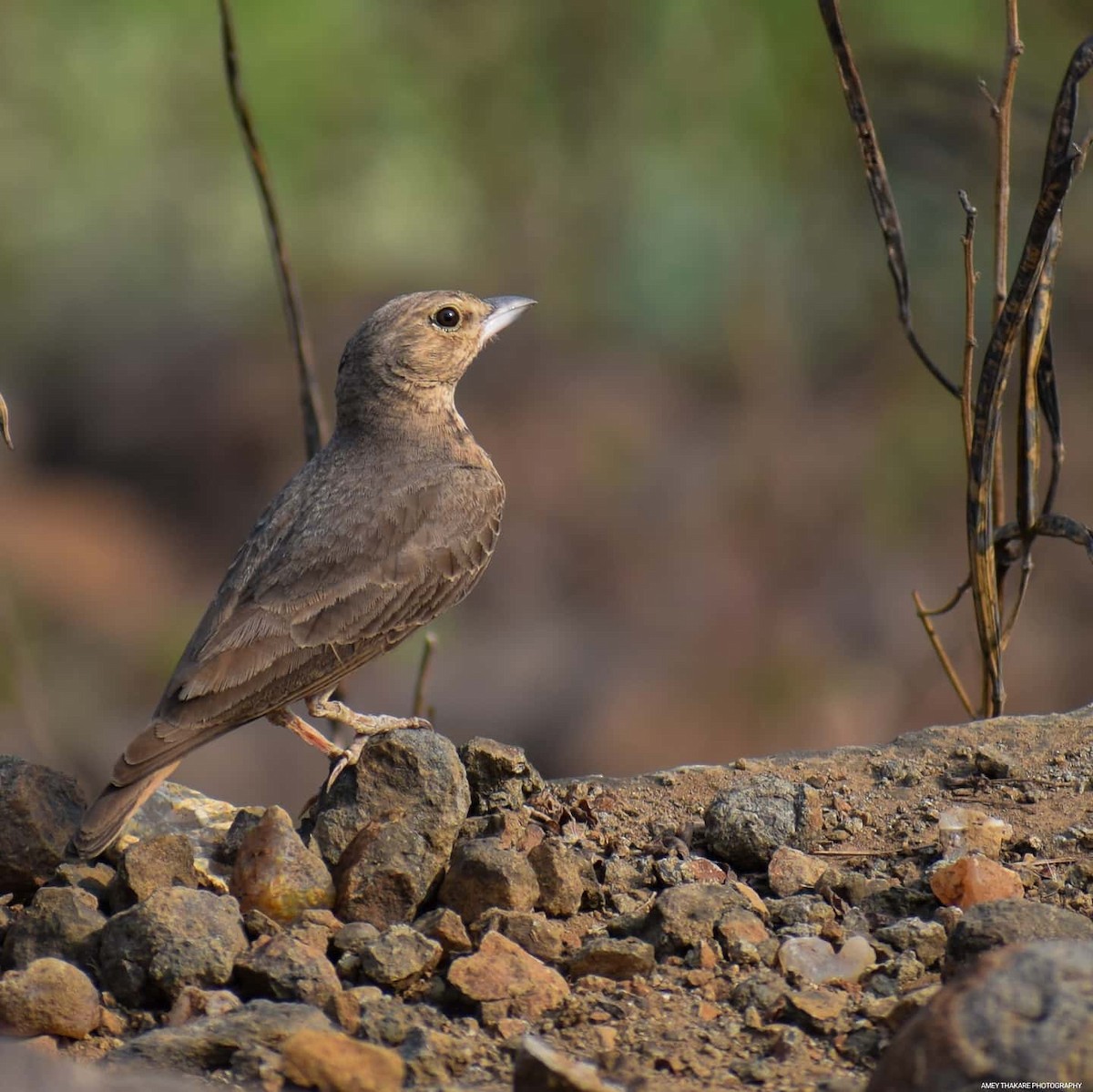 Rufous-tailed Lark - ML203666761
