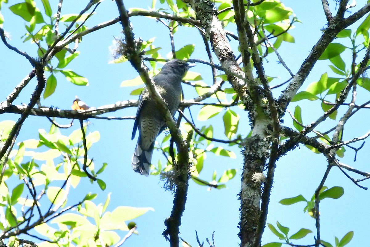 Black-winged Cuckooshrike - Anonymous