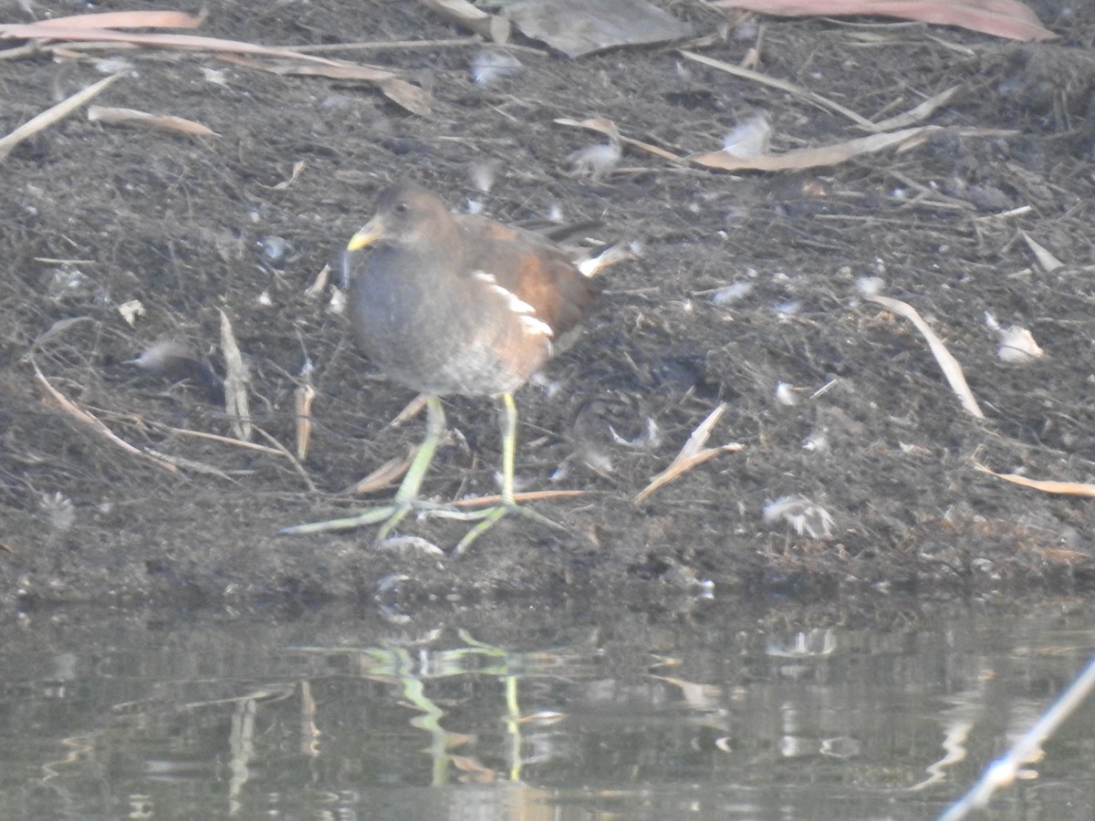 Eurasian Moorhen - KARTHIKEYAN R