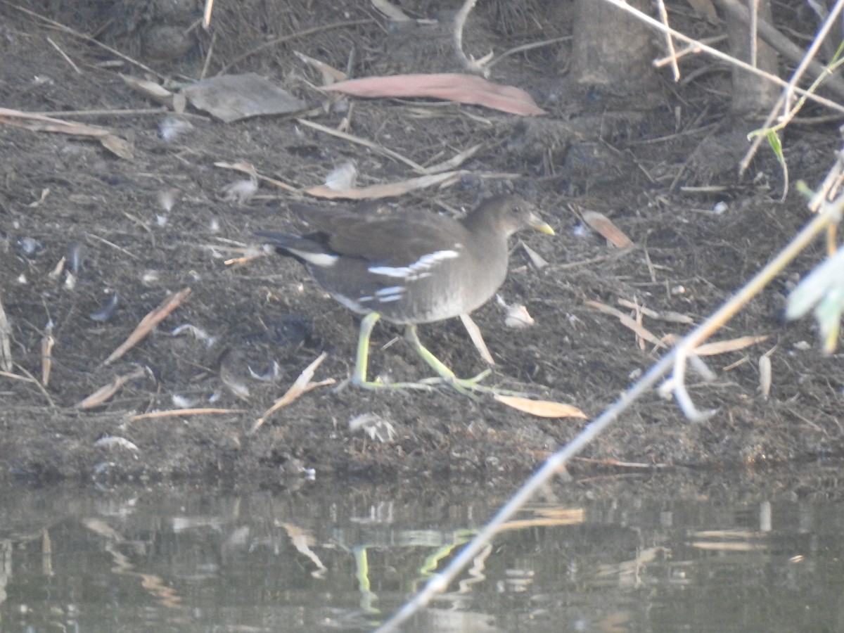 Eurasian Moorhen - KARTHIKEYAN R