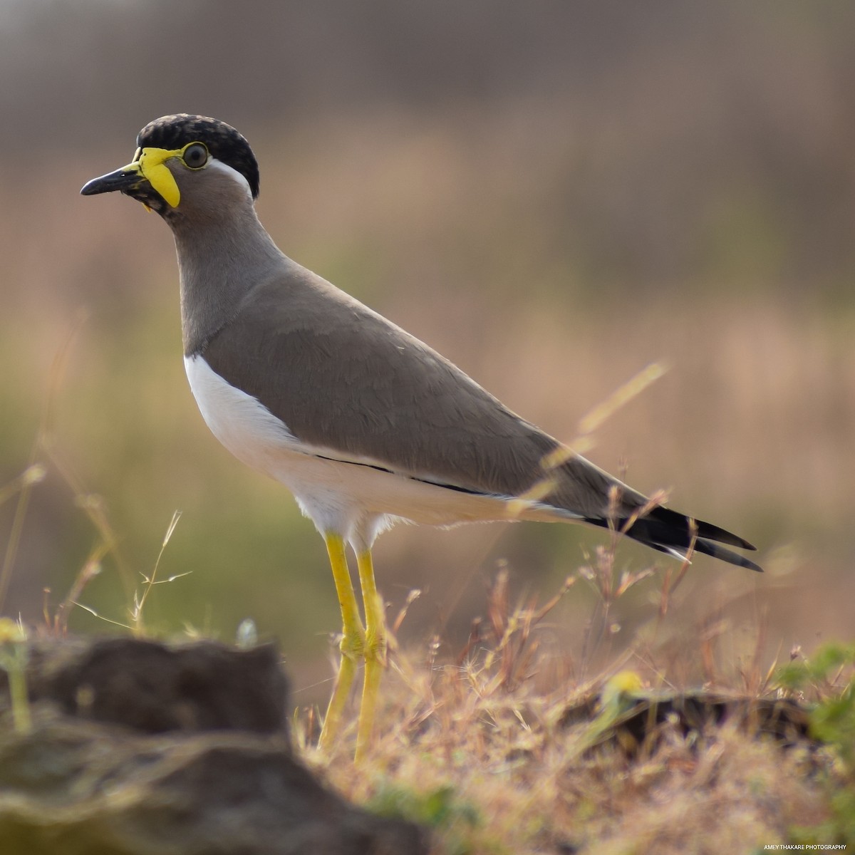 Yellow-wattled Lapwing - ML203667861