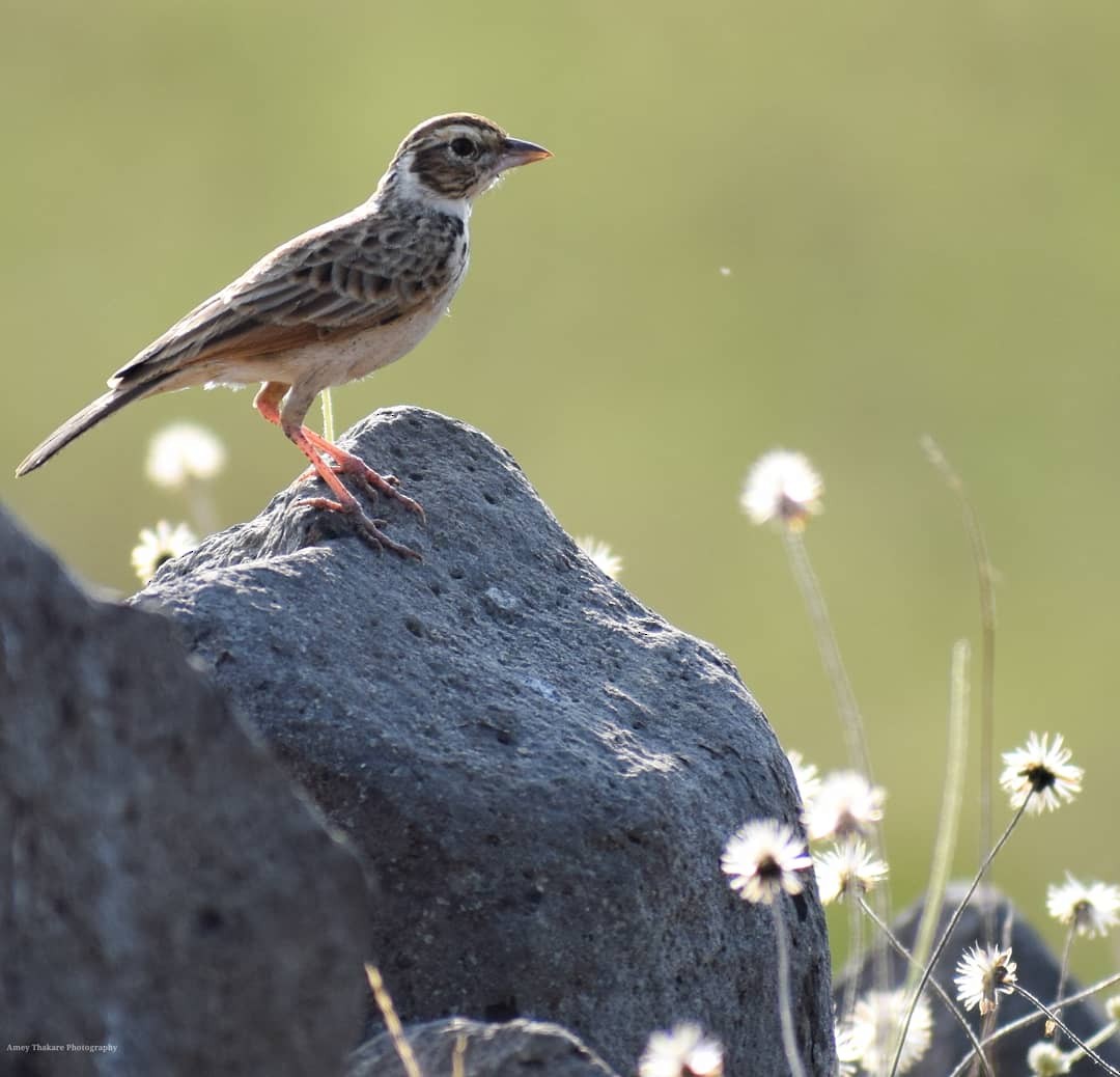 Indian Bushlark - ML203668311